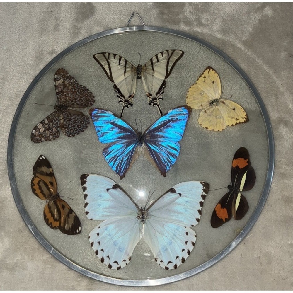 Vintage Butterfly Art Convex Glass Metal Round Wall Hanging Taxidermy Brazil